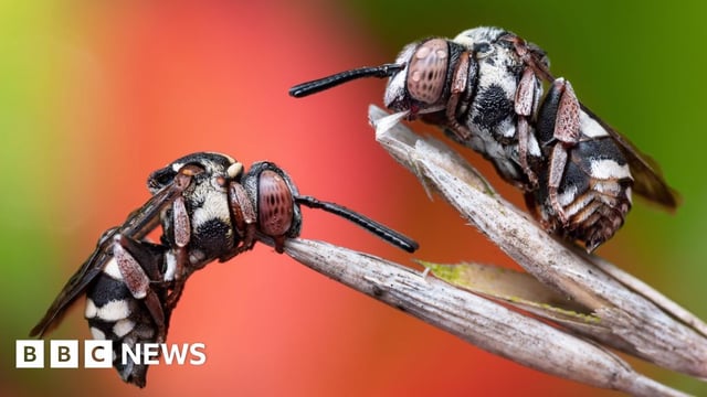 Two cuckoo bees resting on a blade of grass