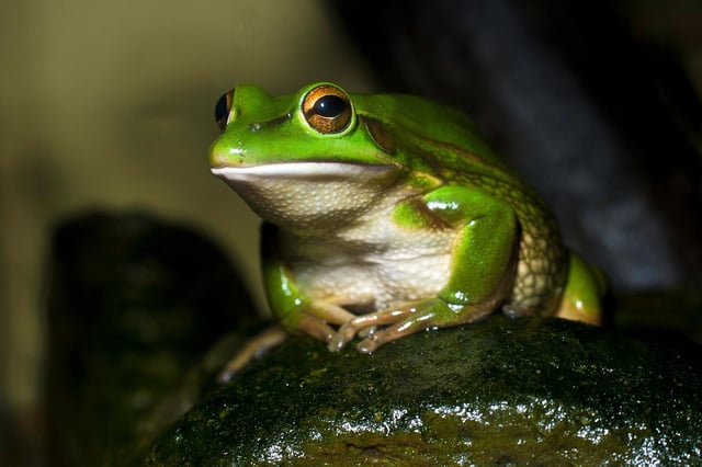 Green and Golden Bell Frog (Litoria aurea)