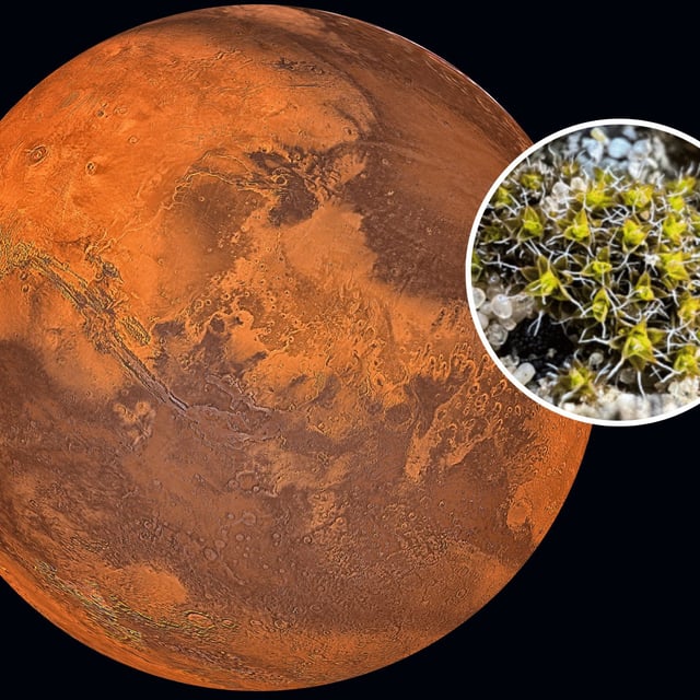 Stock image of Mars (main) and Syntrichia caninervis (inset). This desert moss has been found to be able to withstand many of the conditions of Mars.