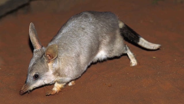 australian greater bilby on sand in desert