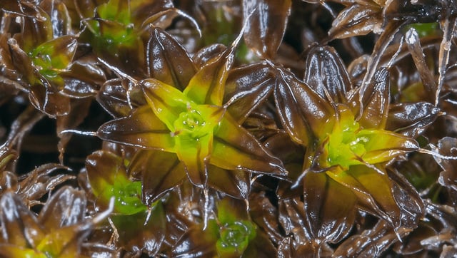 Plant That Grows Better After Radiation Dose Could Help Terraform Mars