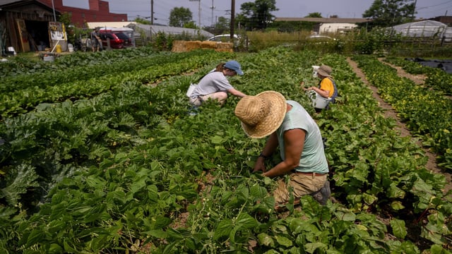 Several people harvest beans in a field.