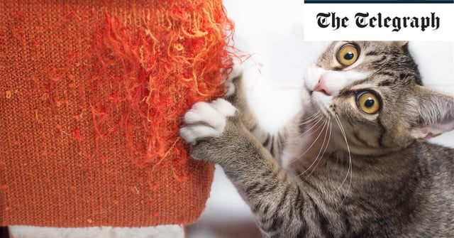 Cats can be stopped from tearing up furniture, experts claim