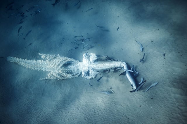 Whale remains being consumed by tiger sharks on the seabed. Credit: Laura Gourgas