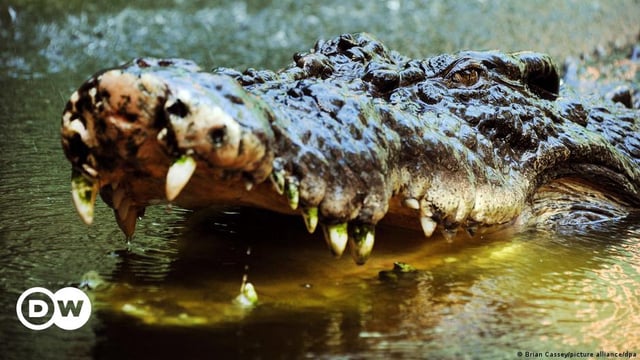 File photo of a saltwater crocodile