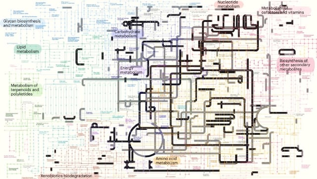 Probabilistic estimates of metabolic networks from modern life that were present in LUCA. Image credit: Moody et al., doi: 10.1038/s41559-024-02461-1.