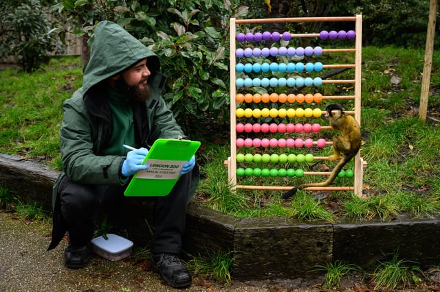 Squirrel monkeys climb on an abacus during a photocall to illustrate the annual stocktake at London Zoo on January 03, 2023 in London, England.