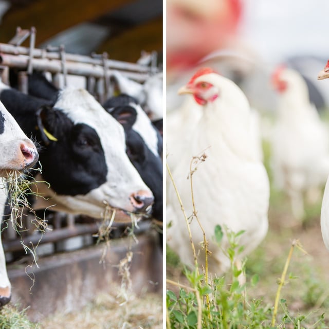 Photo of cows and chickens, both are experiencing a multi-state outbreak.