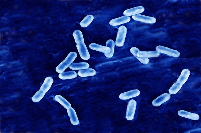 Gram Positive Bacilli That Causes Listeriosis. Optical Microscope X1000.