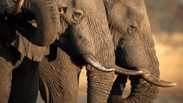 Barbershop Elephants: First-Ever “Let’s Go” Recordings Reveal Incredible Harmonies