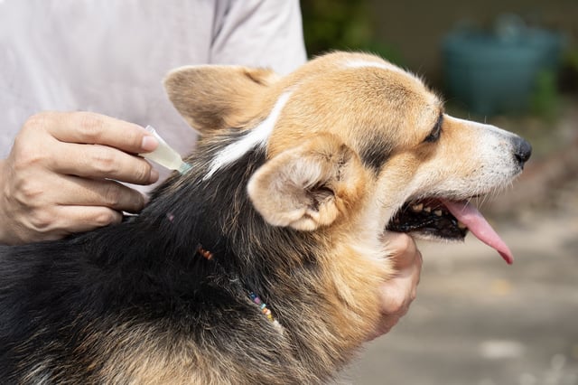 Close up a man applying tick and flea prevention treatment and medicine to the dog.