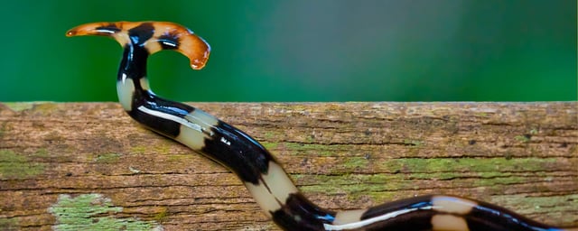 A hammerhead worm, an invasive species that can sometimes be found in Texas.