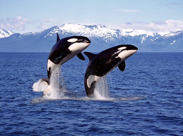 Killer whales