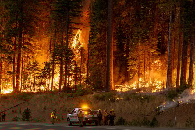 Flames quickly grow as firefighters set a backfire on the eastern front of the Park Fire on July 28, 2024 near Chico, California.