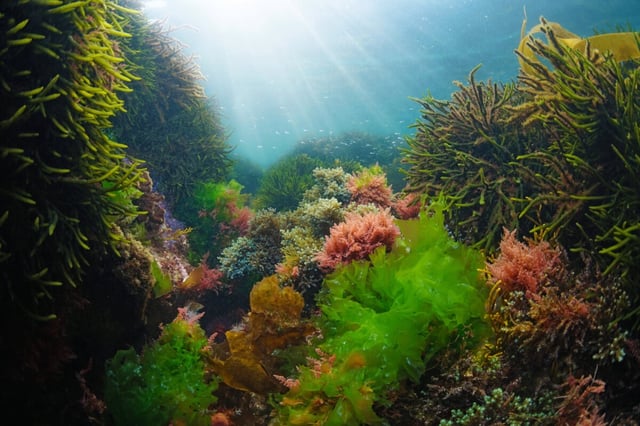 Various algae and seaweed underwater in the ocean with sunlight, Atlantic ocean, Spain, Galicia. (Photo by Damsea on Shutterstock)