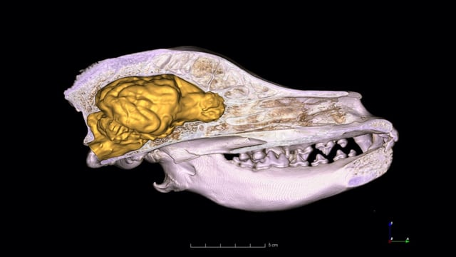A 3D model of a dog's skull showing the brain in yellow and skull in white