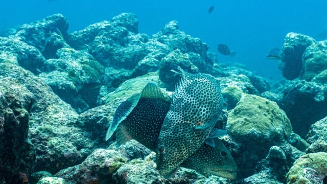 Effect of fishing on fish spawning behaviours: Male squaretail grouper courting a female at a spawning site. Credit: Umeed Mistry