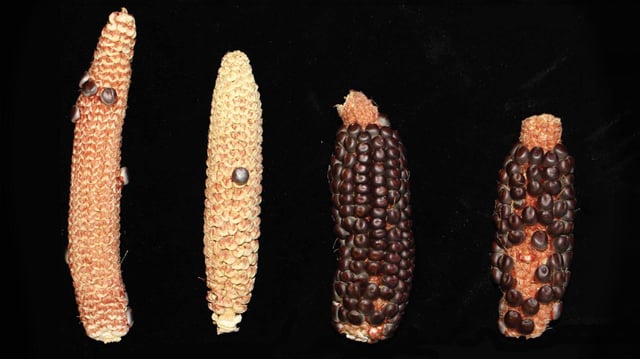 TPD ensures certain traits are always passed down by poisoning some reproductive cells with a toxin and giving the antidote to others. Left: Semi-sterile corn with only the toxin. Right: Viable corn with both the toxin and the antidote. Credit: Martienssen lab/Cold Spring Harbor Laboratory