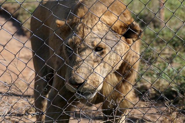 Lion at a commercial breeding facility in South Africa. Credit: Roberto Vieto / World Animal Protection