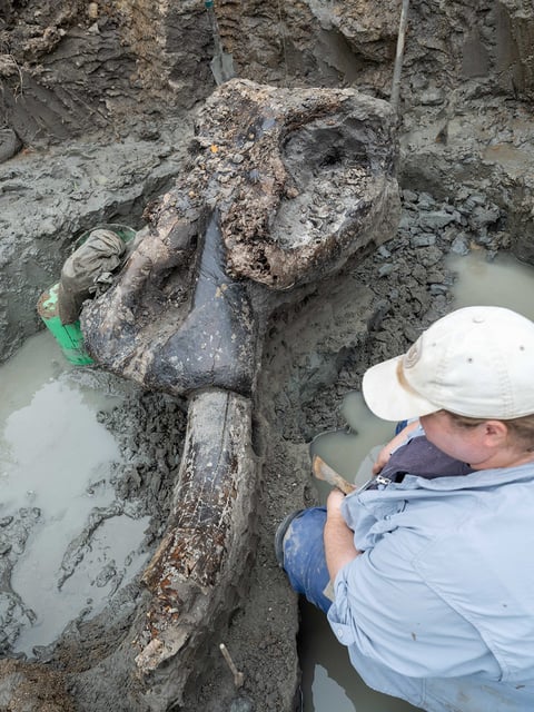 University of Iowa archaeologists have uncovered the first-ever well-preserved mastodon skull scientifically excavated from the state of Iowa — a find that notably dates to when the first humans lived and hunted in the area.