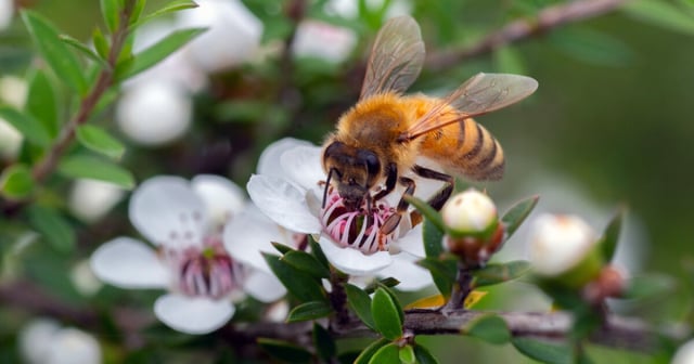 Manuka honey, produced from nectar from the mānuka tree, has potent anticancer properties
