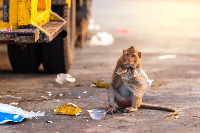 monkey in city
