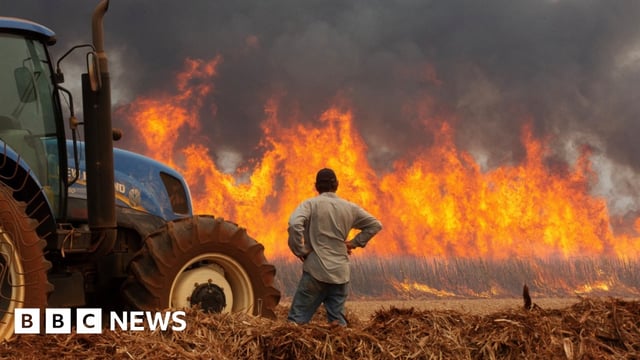 A farmer watches on as a fire at a sugar-cane plantation near Dumon, rages