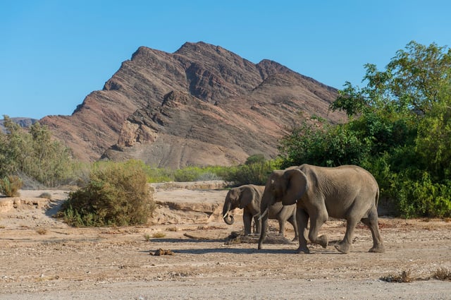 2019/11/29: African elephants (Loxodonta africana) in the Huanib River Valley in northern Damaraland and Kaokoland, Namibia.