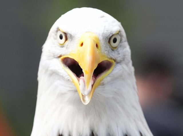 A Bald Eagle Was Deemed Too Fat To Fly And I Feel Like We All Can Relate