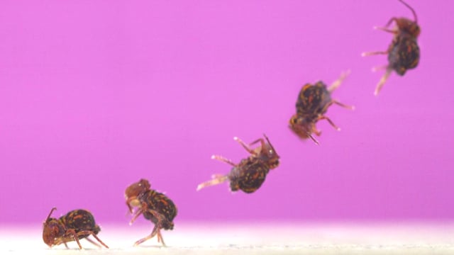 A composite image of a small springtail arthropod doing a backflip against a pink background