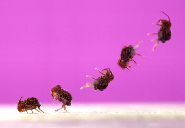 Composite image of a globular springtail jumping. Credit: Adrian Smith