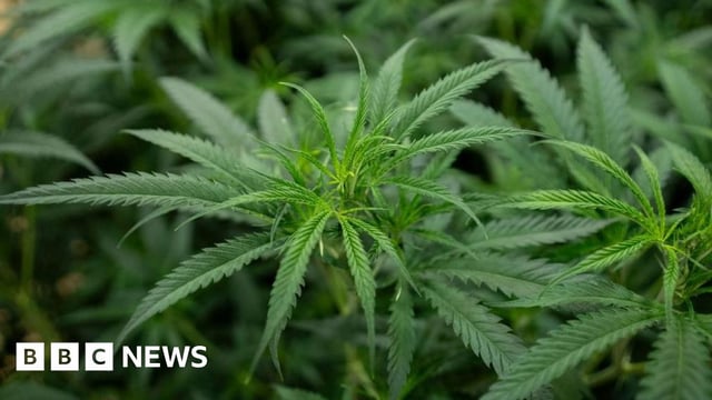 Cannabis plant file photo