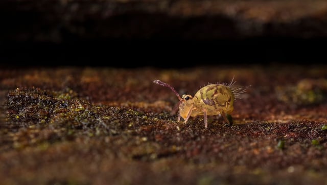 Watch Springtails Backflip More Than 60 Times Their Body Height Into The Air
