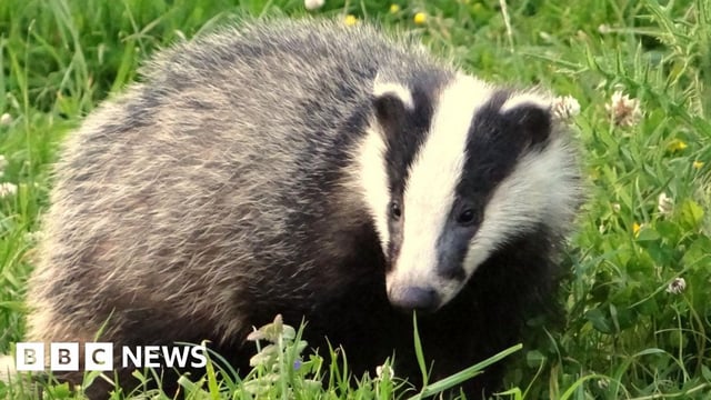 Close up of badger