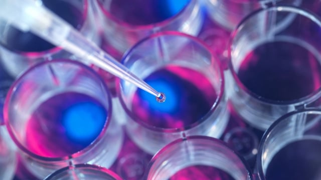 Photograph of the tip of a pipette dropping a bead of fluid into one of multiple wells. The clear tray is lit from underneath with the image of a cell