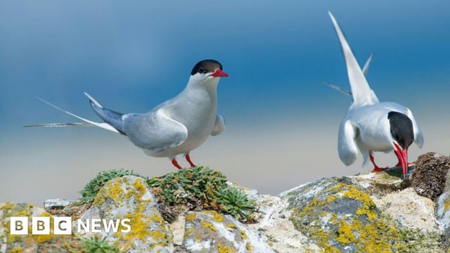 A pair of Arctic terns on a wall in Northumberland