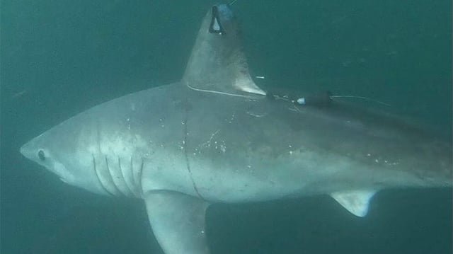 The pregnant porbeagle shark, subject of the study, after her release after tagging.