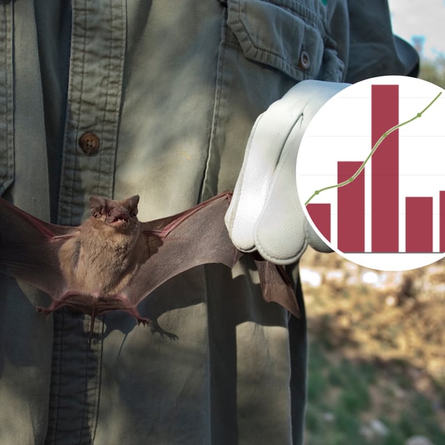 Naturalist holds Mexican free-tailed bat in Texas (main) and a graph showing pesticide use compared with infant mortality rate (inset). Since the arrival of an invasive fungal species that wipes out bat populations, farmers have had to use more pesticides, which have a detrimental impact on the health of infants.