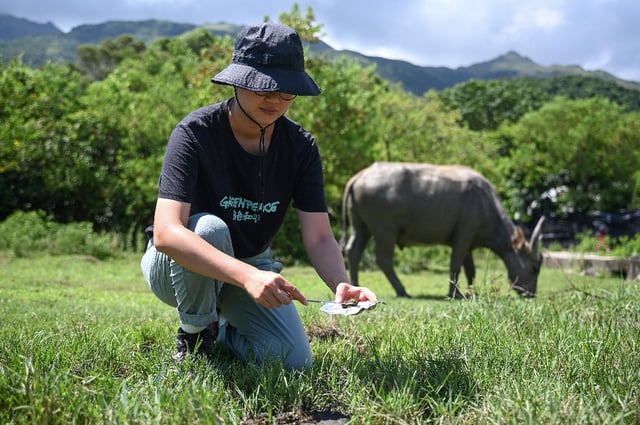 Greenpeace campaigner Leanne Tam collecting buffalo faeces samples on Lantau Island to test for microplastics in the enviroment in Hong Kong
