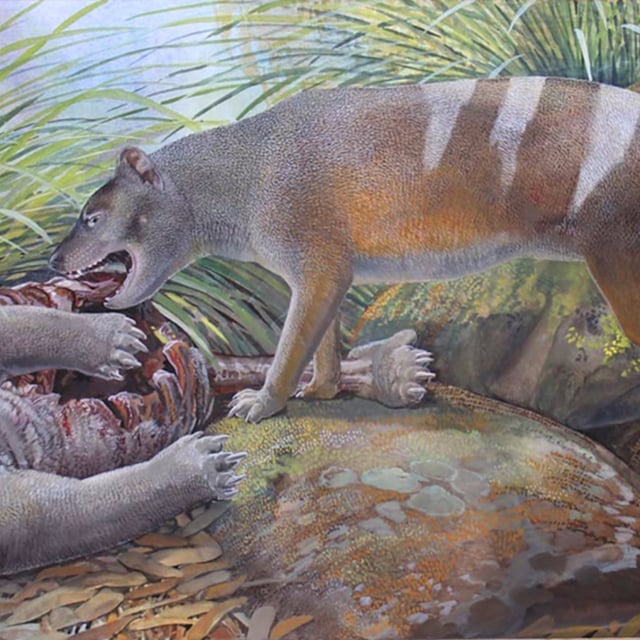 Artist’s reconstruction of Badjcinus timfaulkneri scavenging on the carcass of Silvabestius michaelbirti, a wombat-like marsupial. B. timfaulkneri is among three newly described species of prehistoric thylacinids.