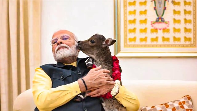 Prime Minister Narendra Modi with the calf 'Deepjyoti', who was born at the Prime Minister's official residence, in New Delhi.