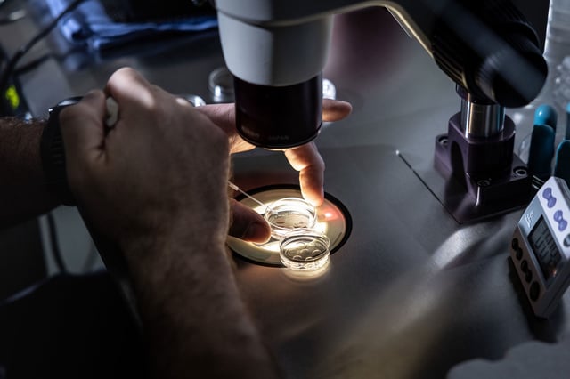 A senior embryologist at West Coast Fertility Centers in Fountain Valley, California adds media to petri dishes containing embryos, before freezing the embryos on February 29.