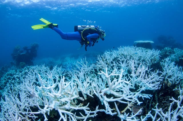 White field of Bleaching Coral