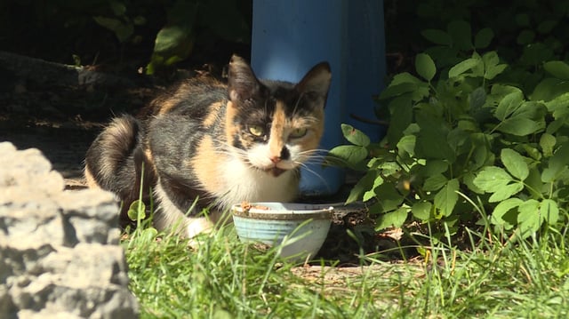 File photo of a cat eating food outside.