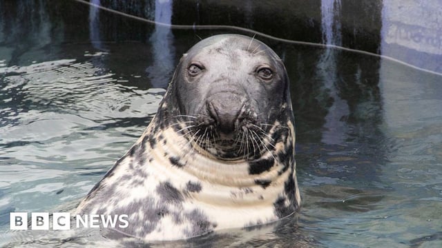 Sheba the seal is pictured looking directly at the camera as she goes for a swim.