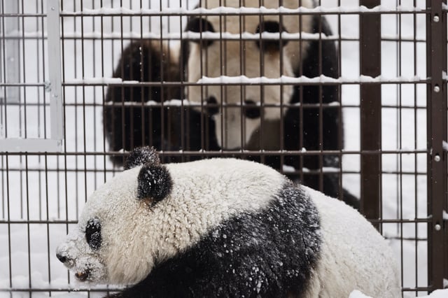 Giant pandas male Hua Bao, named Pyry, and female Jin Bao Bao, named Lumi, play during the opening day of Ahtari Zoo Snowpanda Resort in Ahtari, Finland February 17 , 2018.    Lehtikuva/Roni Rekomaa via REUTERS/File Photo